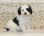 Small #3 Miniature Bernedoodle