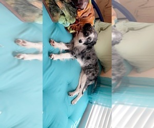 Bordoodle Puppy for sale in KINSTON, NC, USA