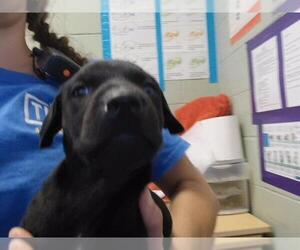 Mutt Dogs for adoption in Tulsa, OK, USA