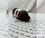 Puppy Puppy 7 Brittany