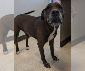 Labrador Retriever-Unknown Mix Dogs for adoption in Plano, TX, USA