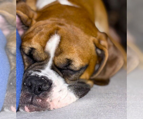 Medium Photo #2 Boxer Puppy For Sale in Austin, TX, USA