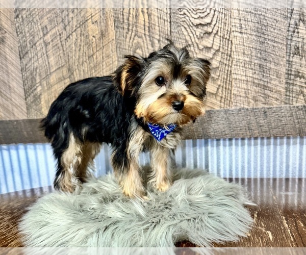 Medium Photo #6 Yorkshire Terrier Puppy For Sale in NAPPANEE, IN, USA