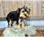 Small #5 Yorkshire Terrier