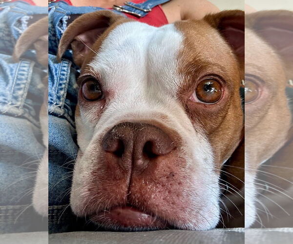 Medium Photo #2 Boston Terrier-Boxer Mix Puppy For Sale in Little Elm, TX, USA