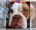 Small #1 Boston Terrier-Boxer Mix