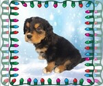 Small Photo #50 Golden Mountain Dog Puppy For Sale in BLACK FOREST, CO, USA