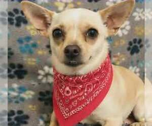 Chihuahua-Unknown Mix Dogs for adoption in Minneapolis, MN, USA