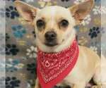 Small Chihuahua Mix