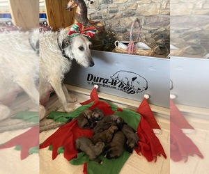 Irish Wolfhound Puppy for sale in BOONVILLE, NY, USA
