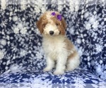 Small #7 Cavapoo
