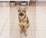 Small Photo #4 German Shepherd Dog Puppy For Sale in McDonough, GA, USA