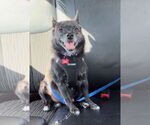 Small #2 Australian Kelpie-Chihuahua Mix