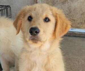 German Shepherd Dog-Golden Retriever Mix Puppy for sale in MODESTO, CA, USA