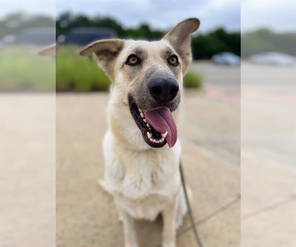 Medium Photo #2 German Shepherd Dog-Unknown Mix Puppy For Sale in Grand Prairie, TX, USA