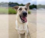 Small #1 German Shepherd Dog Mix