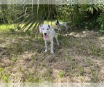 Small Photo #11 Dalmatian Puppy For Sale in MERRITT IS, FL, USA