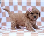 Small #2 Cavapoo (Miniature)