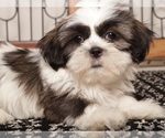 Puppy Walis Shih Tzu