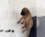 Small #3 Mastiff