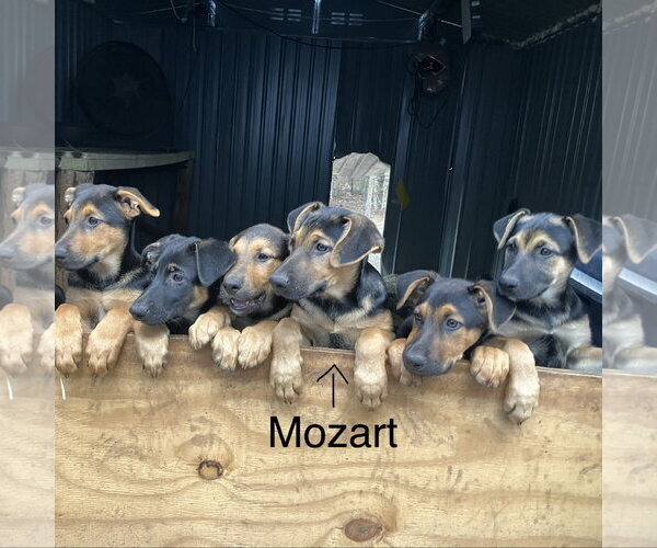 Medium Photo #2 Mutt Puppy For Sale in Boise, ID, USA