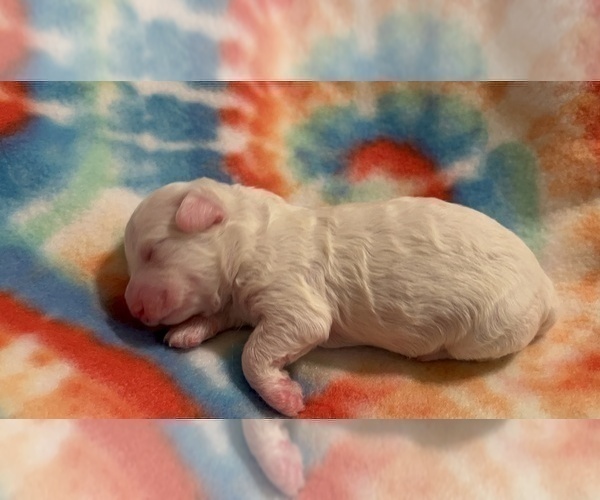 Medium Photo #6 Bichon Frise Puppy For Sale in ORLANDO, FL, USA