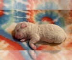 Small Photo #6 Bichon Frise Puppy For Sale in ORLANDO, FL, USA