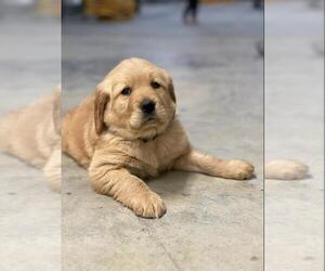 Golden Retriever Puppy for sale in ABINGDON, VA, USA