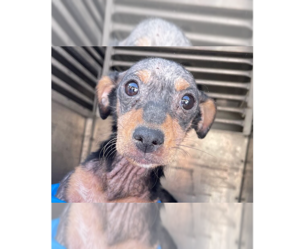 Medium Photo #7 Mutt Puppy For Sale in New York, NY, USA