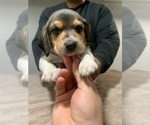 Small Photo #1 Beagle Puppy For Sale in NEW BRIT, CT, USA