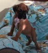 Small Photo #4 Boxer Puppy For Sale in KELLY, KS, USA