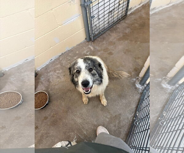 Medium Photo #3 Great Pyrenees Puppy For Sale in Spring, TX, USA