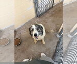 Small #2 Great Pyrenees
