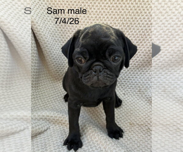 Medium Photo #1 Pug Puppy For Sale in Pottstown, PA, USA