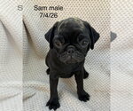 Sam (in foster) - Male Pug Dog for Adoption - Small photo