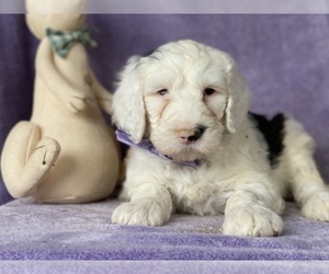 Sheepadoodle Puppy for sale in LANCASTER, PA, USA