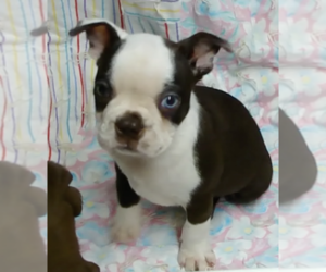 Boston Terrier Puppy for sale in BEND, OR, USA
