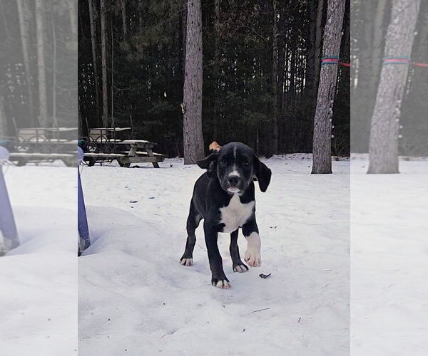 Medium Photo #2 Australian Shepherd-Unknown Mix Puppy For Sale in New London, WI, USA