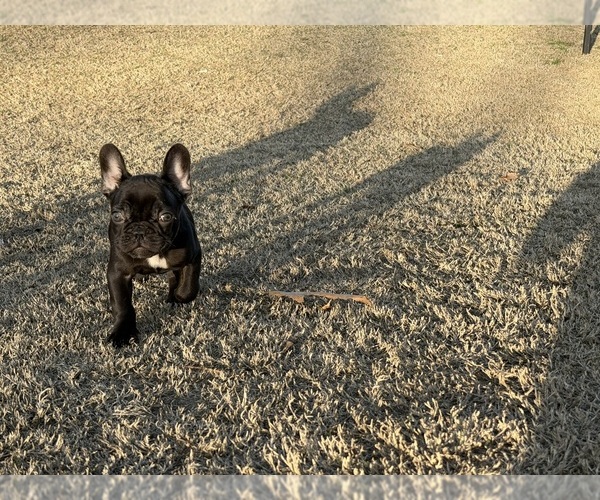 Medium Photo #6 French Bulldog Puppy For Sale in BONAIRE, GA, USA
