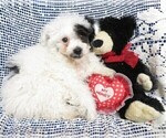 Small Photo #1 Poodle (Toy) Puppy For Sale in HARTVILLE, MO, USA