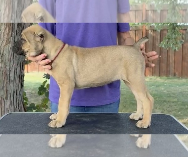 Medium Photo #1 Cane Corso Puppy For Sale in CAMBY, IN, USA