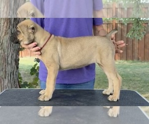 Cane Corso Puppy for sale in CAMBY, IN, USA