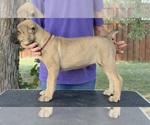 Small Cane Corso