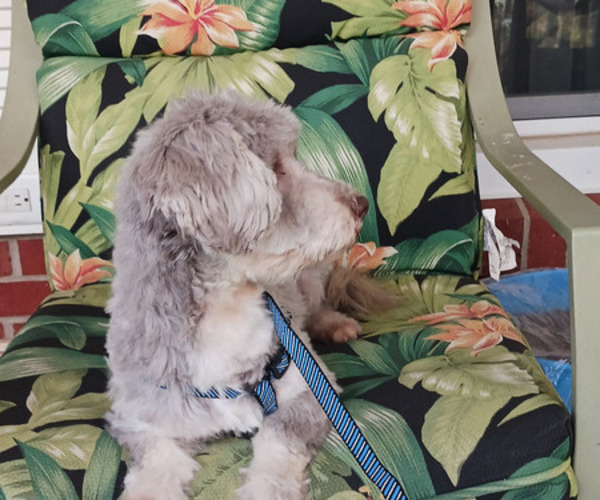 Medium Photo #1 Havanese Puppy For Sale in WINSTON SALEM, NC, USA