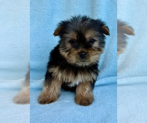 Yorkshire Terrier Puppy for sale in FAIR HAVEN, MI, USA