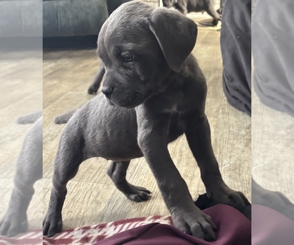 Medium Photo #8 Cane Corso Puppy For Sale in POUGHKEEPSIE, NY, USA