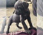 Small #7 Cane Corso