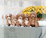 Leo - Male Poodle (Miniature) Puppy for Sale - Photo #3