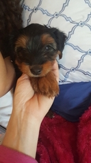 Yorkshire Terrier Puppy for sale in ROCHESTER, MN, USA