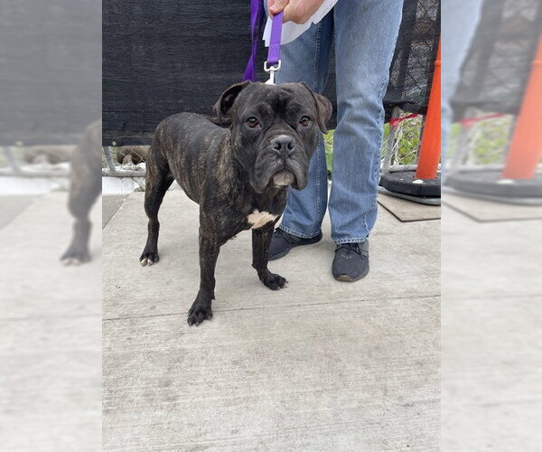 Medium Photo #1 Boxer-Unknown Mix Puppy For Sale in Stockton, CA, USA